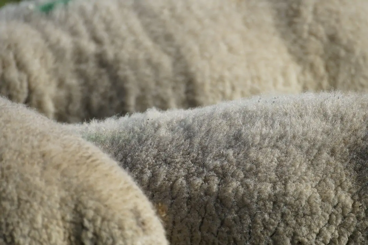 Is it time to deep clean your wool rug?